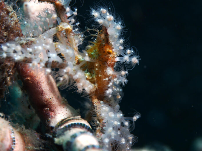 natures-ingenious-master-of-disguise-the-fascinating-decorator-crab.jpg Nature’s Ingenious Master of Disguise: The Fascinating Decorator Crab