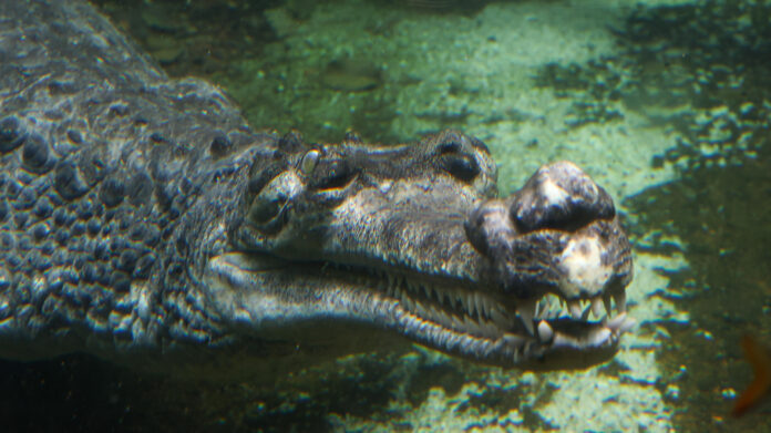 Gharials: Natural History, Behavior, and Conservation Efforts