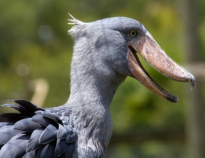 the-majestic-sound-of-the-shoebill-stork-a-scientific-analysis.jpg The Majestic Sound of the Shoebill Stork: A Scientific Analysis