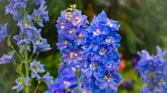 Honoring Love: Crafting The Perfect Matron of Honor Speech