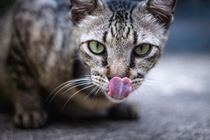 The Mechanics of Cat’s Tongue: A Closer Look at Its Unique Adaptations