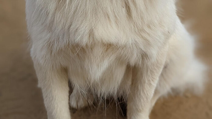 Charming Wedding Program Examples: Inspiring Love-Filled Ceremonies