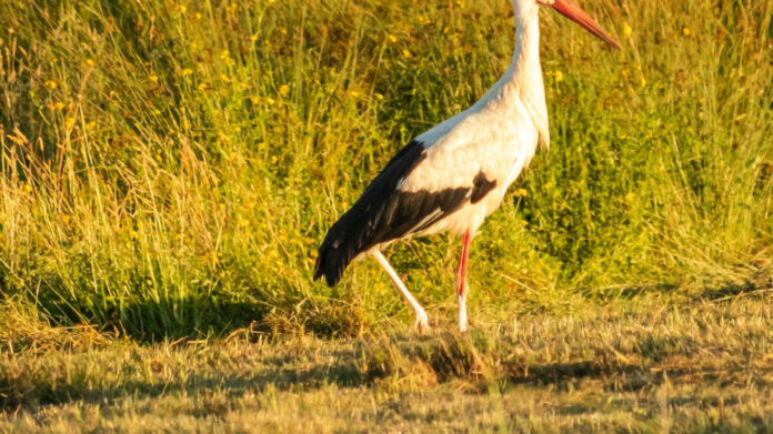 Human-Sized Shoebill Stork: An Astonishing Encounter with Nature’s Majestic Bird