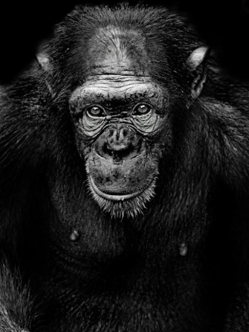 ape-bo-insights-into-the-evolutionary-journey-of-our-primate-relatives.jpeg Ape Bo: Insights into the Evolutionary Journey of Our Primate Relatives