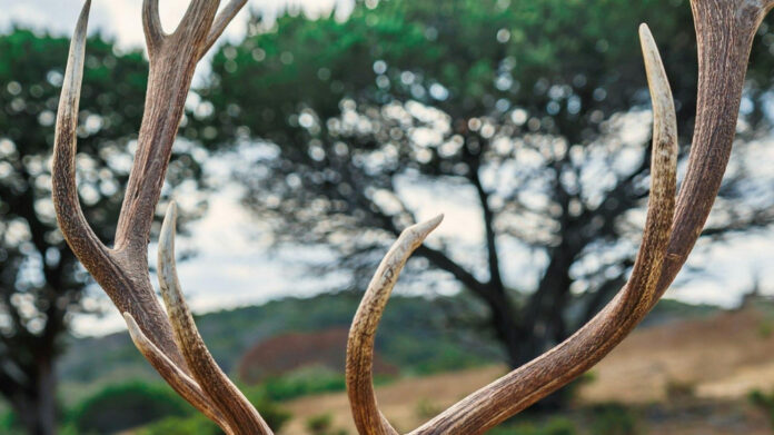 Wildlife of Temperate Deciduous Forests: A Fascinating Study on Resident Fauna