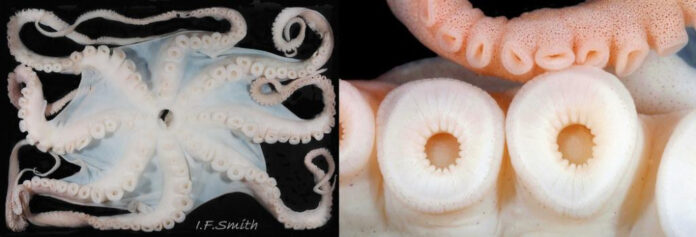 secrets-of-the-octopus-beak-unveiling-natures-remarkable-adaptation.jpg Secrets of the Octopus Beak: Unveiling Nature’s Remarkable Adaptation
