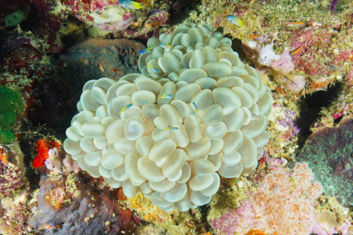 unveiling-the-intriguing-world-of-sea-anemones-a-scientific-exploration.jpg Unveiling the Intriguing World of Sea Anemones: A Scientific Exploration