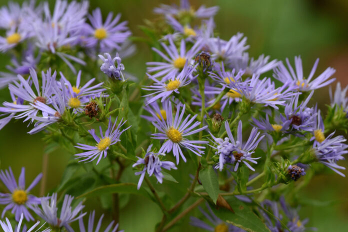 Exploring the Enchanting Lavender Fields in France: Scientific Insights