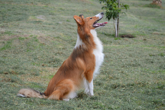 the-enigma-of-the-fox-dog-unveiling-the-intriguing-canine-like-fox-species.jpg The Enigma of the Fox Dog: Unveiling the Intriguing Canine-Like Fox Species
