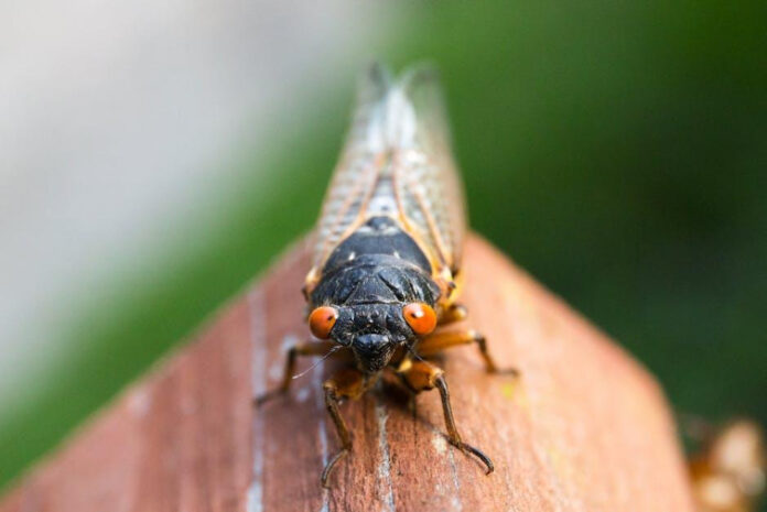 the-fascinating-life-cycle-of-cicada-nymphs-insights-into-evolutionary-marvels.jpeg The Fascinating Life Cycle of Cicada Nymphs: Insights into Evolutionary Marvels