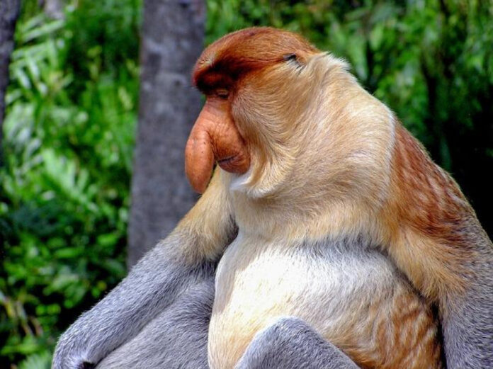 majestic-proboscis-uncovering-the-fascinating-adaptations-of-big-nosed-monkeys.jpg Majestic Proboscis: Uncovering the Fascinating Adaptations of Big-Nosed Monkeys