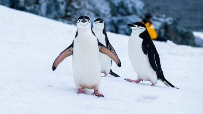 the-remarkable-chinstrap-penguin-ecological-importance-and-behavioral-patterns.jpg The Remarkable Chinstrap Penguin: Ecological Importance and Behavioral Patterns