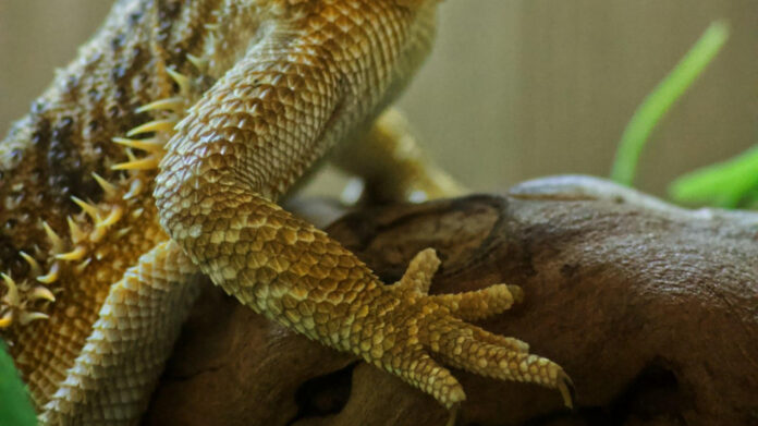 the-mesmerizing-frilled-neck-lizard-unraveling-its-fascinating-nature.jpg The Mesmerizing Frilled Neck Lizard: Unraveling Its Fascinating Nature