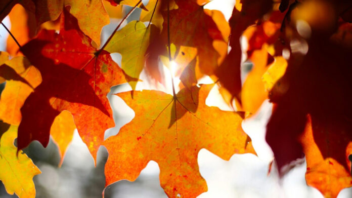 September Celebrations: Embrace Joy with Fun-filled Observances!