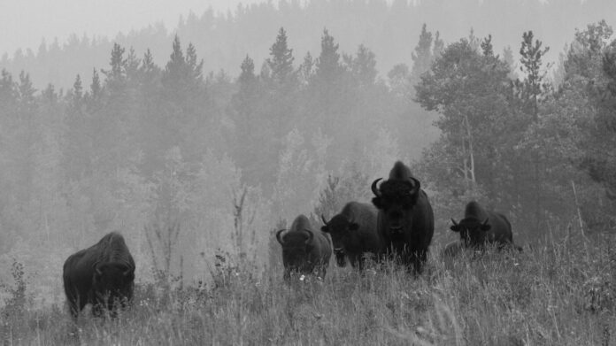 Emma Watson’s Graceful Elegance Exudes in the Spotlight