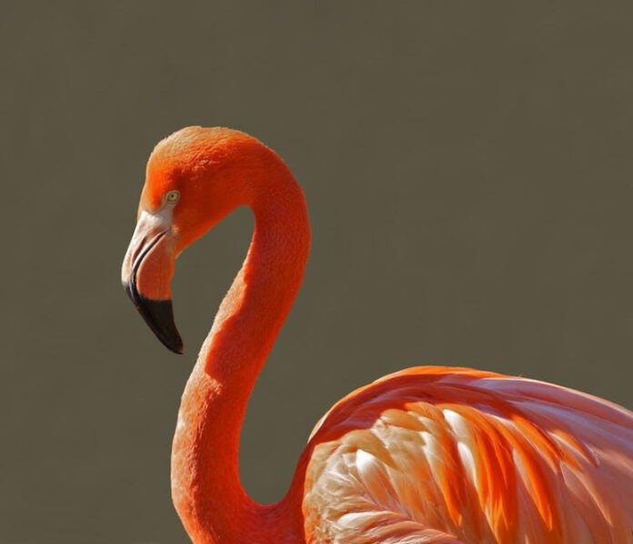 Flamingo Frenzy: Celebrate Pink Flamingo Day with Fun and Flair!