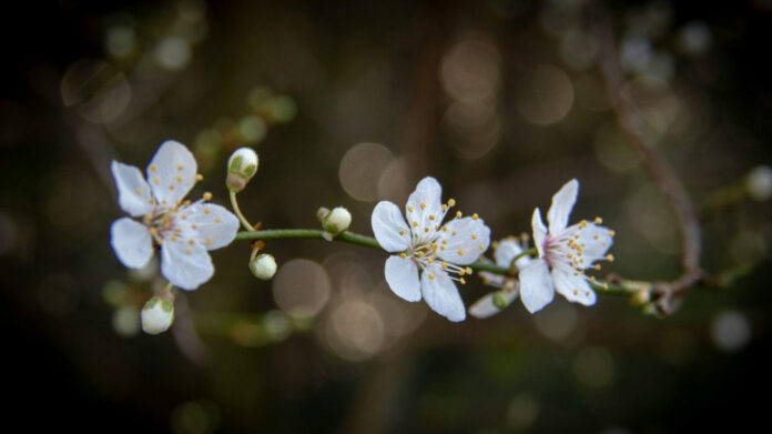 Fabulous February Festivities: Delightful Celebrations!