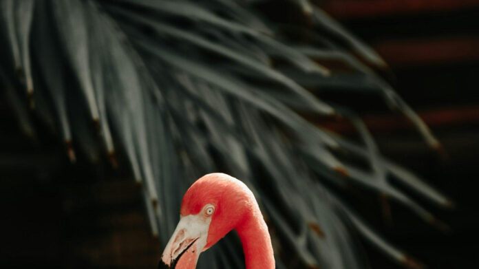 Fabulous Flamingo Day: Unveiling the Playful World of Pink Feathered Beauties!
