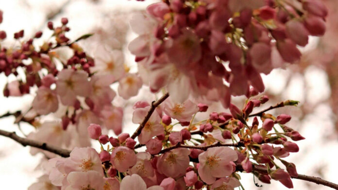 March Madness: Unveiling the Joyful Holiday Calendar!