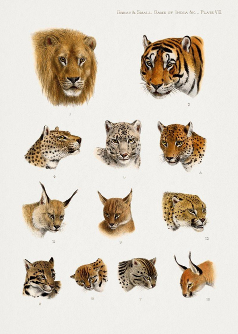 fun-animal-charades-exciting-game-ideas-for-a-wild-twist.jpg Fun Animal Charades: Exciting Game Ideas for a Wild Twist!