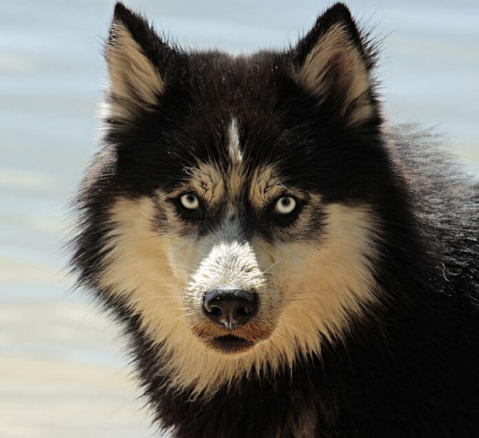 easiest-dog-breeds-to-care-for-a-comprehensive-guide.jpg Easiest Dog Breeds to Care for: A Comprehensive Guide