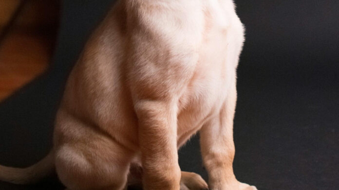 Top 10 Dog Songs: A Melodious Compilation for Canine Lovers