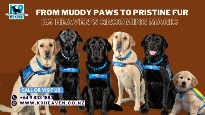 Ultimate Guide to Top K9 Dog Breeds: Comprehensive Overview and Expert Insights