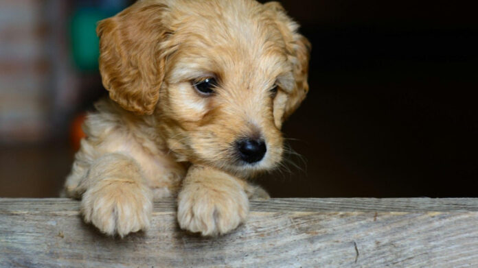 Do Puppies Swallow Their Baby Teeth? Understand the Natural Process and Potential Concerns
