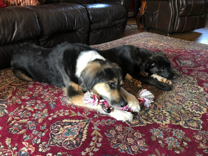 The Ultimate Guide to Choosing the Best Puppy Chew Toy: Tips and Recommendations