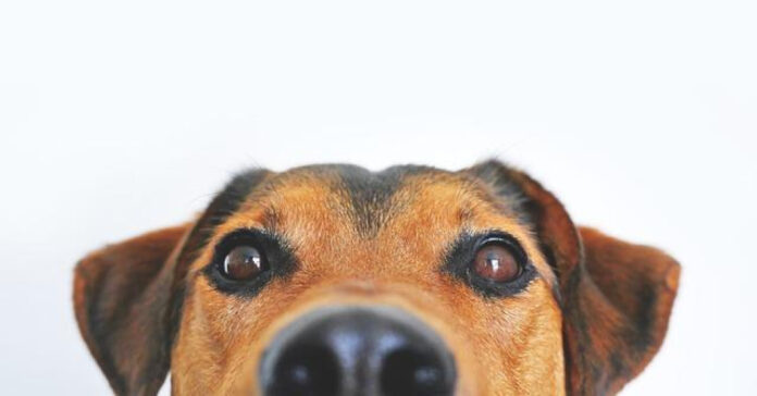 Top Dog Breeds Ideal for Harmonious Cat Companionship