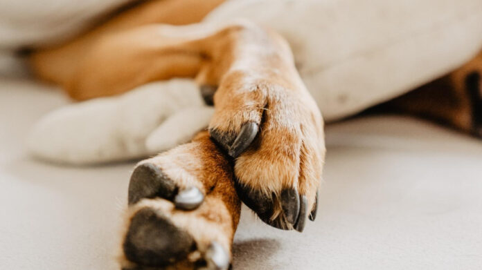 effective-methods-to-treat-dog-warts-expert-guide.jpg Effective Methods to Treat Dog Warts: Expert Guide