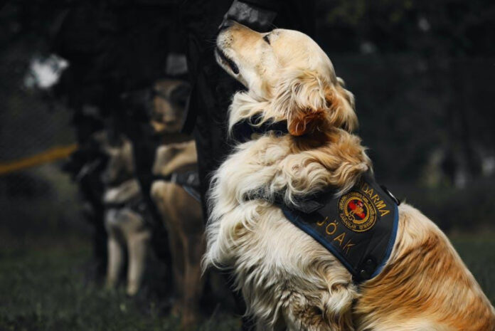 Best Police Dog Breeds: A Comprehensive Guide for Law Enforcement Agencies