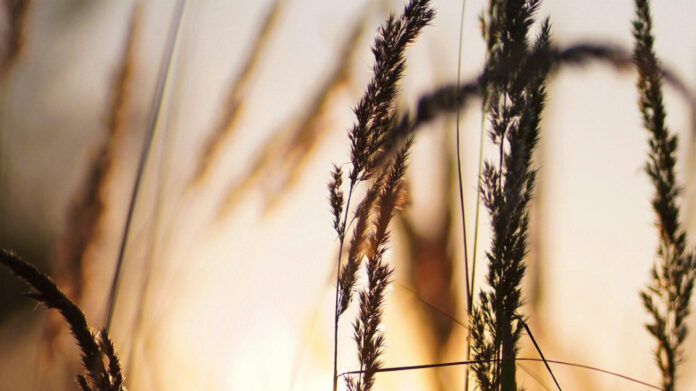 Feeling the August Vibes: Jump into Fun with International Holidays!