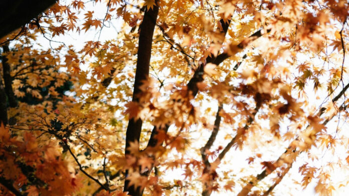 October’s Global Festivities: Unveiling International Observances