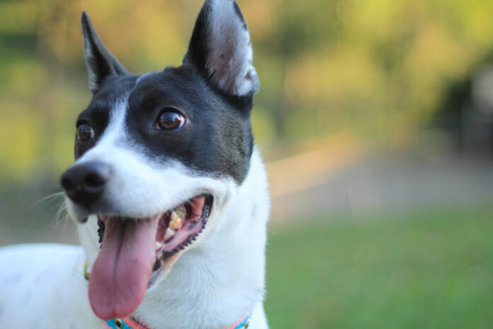 Comprehensive Canine Dental Chart: A Detailed Reference Guide for Veterinary Professionals