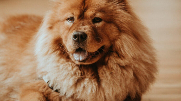 The Definitive Guide to Training and Caring for a 100lb Dog: Expert Tips and Advice