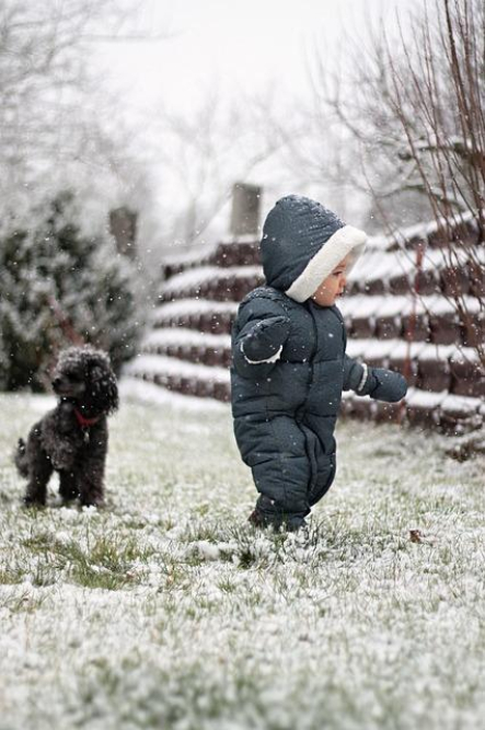are-poodles-hypoallergenic-exploring-the-allergen-preventing-traits.jpg Are Poodles Hypoallergenic? Exploring the Allergen-Preventing Traits