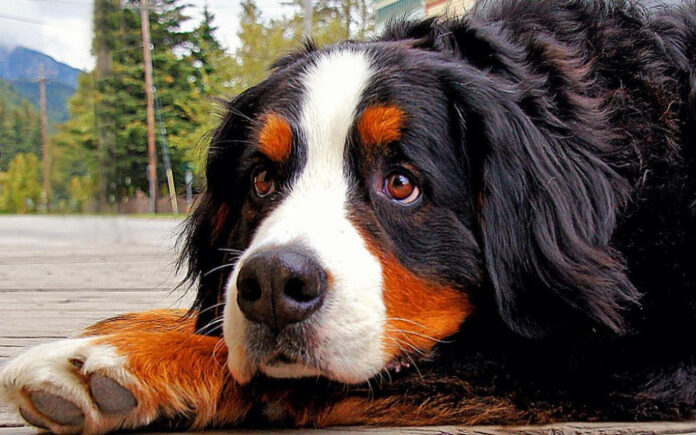 treating-dog-paw-warts-effective-remedies-and-care-tips.jpg Treating Dog Paw Warts: Effective Remedies and Care Tips