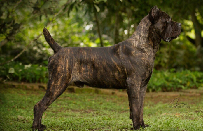 The Most Rare Dog Breeds: Discover the Rarest Canine Companions
