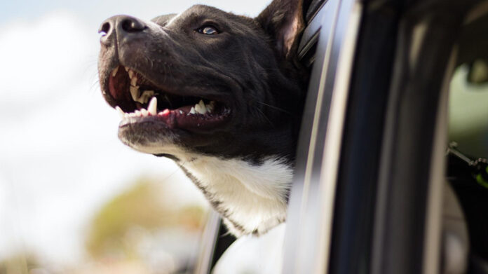 The Most Rare Dog Breeds in the World: A Detailed Look