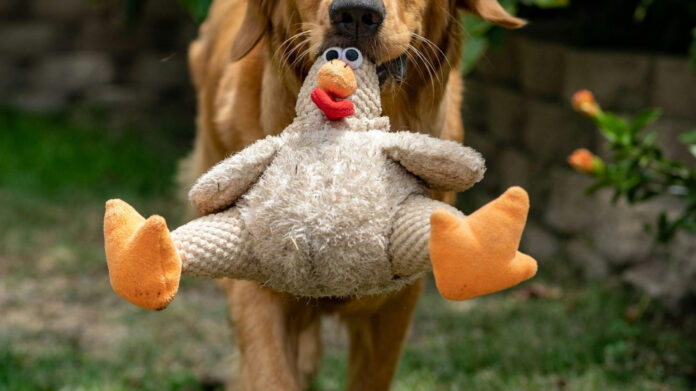 Effective Techniques to Calm Your Puppy Down