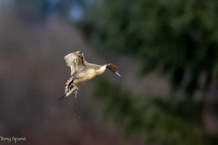 Need a Pick-Me-Up? Check Out These Inspirational Drake Quotes!