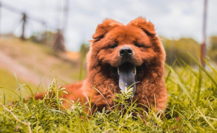 The Top 10 Rarest Dog Breeds – Discover the Most Unique Canine Companions