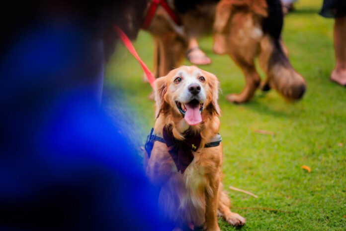 National Dog Day 2023: Celebrating our Canine Companions with Special Events and Activities