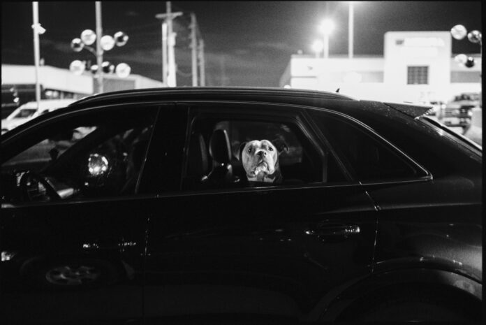 10 Best Dog Songs That Will Make Your Tail Wag