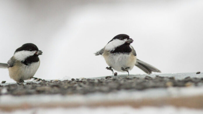 Effective Techniques for Calming Your Hyperactive Dog