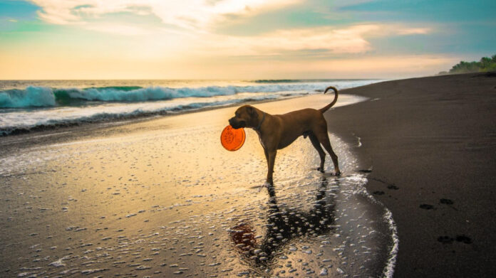 the-science-behind-dog-smiling-understanding-the-reasons-and-meaning.jpg The Science Behind Dog Smiling: Understanding the Reasons and Meaning