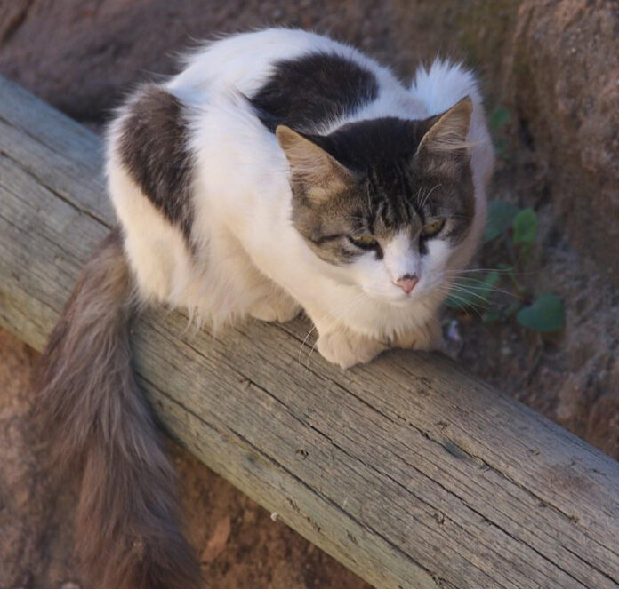 Cats and Dogs Living in Harmony: How to Help Your Pets Get Along