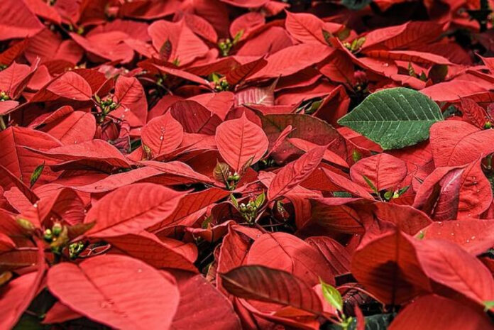 december-delights-festive-holidays-to-celebrate.jpg December Delights: Festive Holidays to Celebrate!