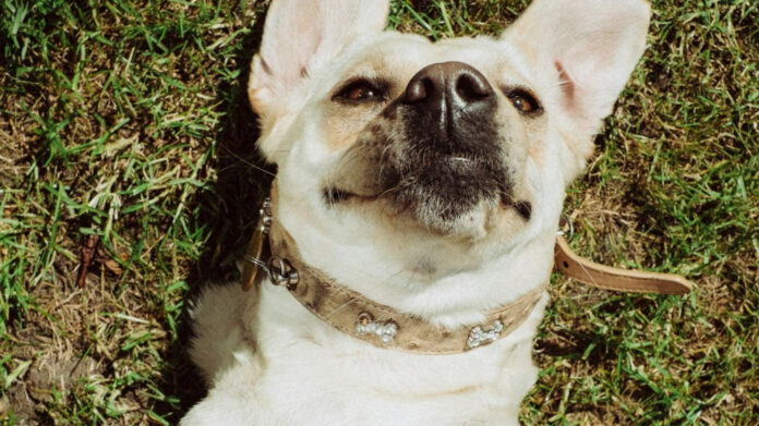 Can Dogs Understand Humans? The Science Behind Canine Comprehension